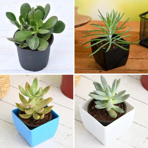 Top 4 Die Hard Succulents Pack