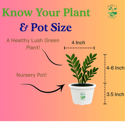 ZZGreen Plant